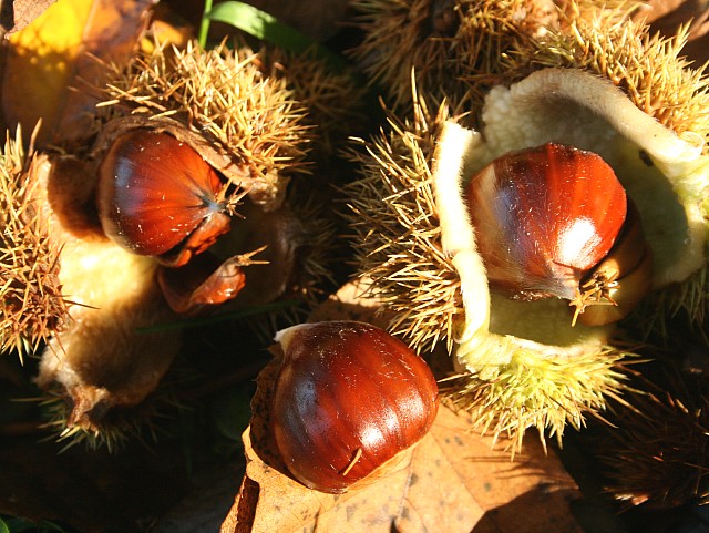 castagne