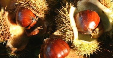 castagne