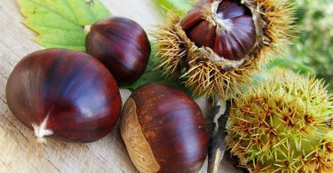 castagne