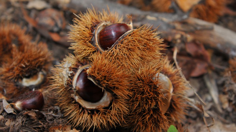 castagne