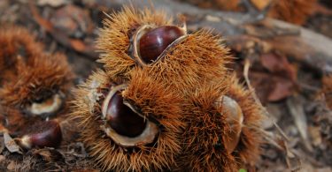 castagne