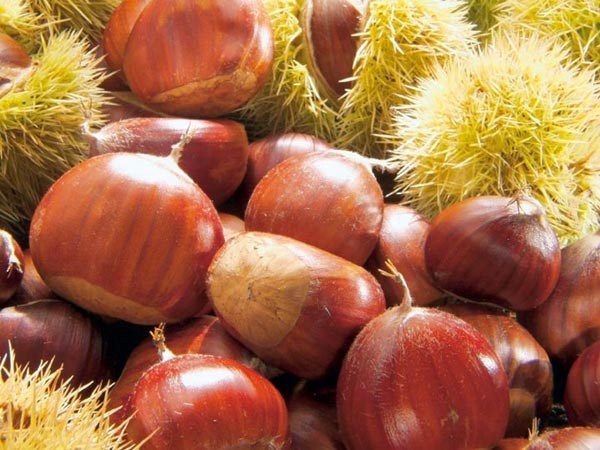 castagne