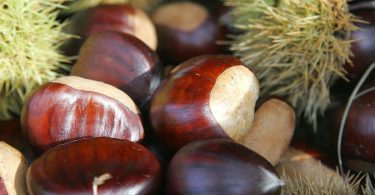 Il Lazio aumenta, tanto che la sezione regionale di Coldiretti stima un aumento di produzione del 20% di castagne rispetto allo scorso anno.