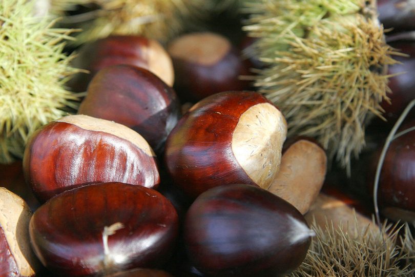 Il Lazio aumenta, tanto che la sezione regionale di Coldiretti stima un aumento di produzione del 20% di castagne rispetto allo scorso anno.