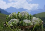 Cavolfiore Alto Adige