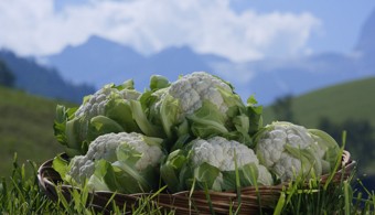 Cavolfiore Alto Adige