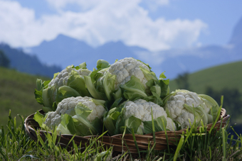 Cavolfiore Alto Adige