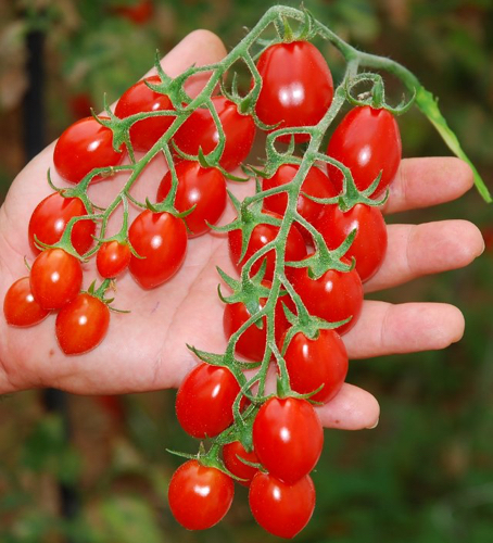 Pomodoro di Pachino Igp datterino