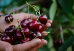 Piccoli frutti e verdura in AltoAdige