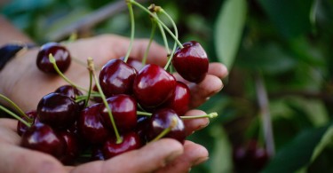 Piccoli frutti e verdura in AltoAdige