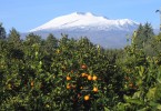 Arance Rosse Piana di Catania