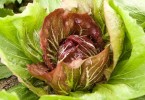 Radicchio di Chioggia Igp