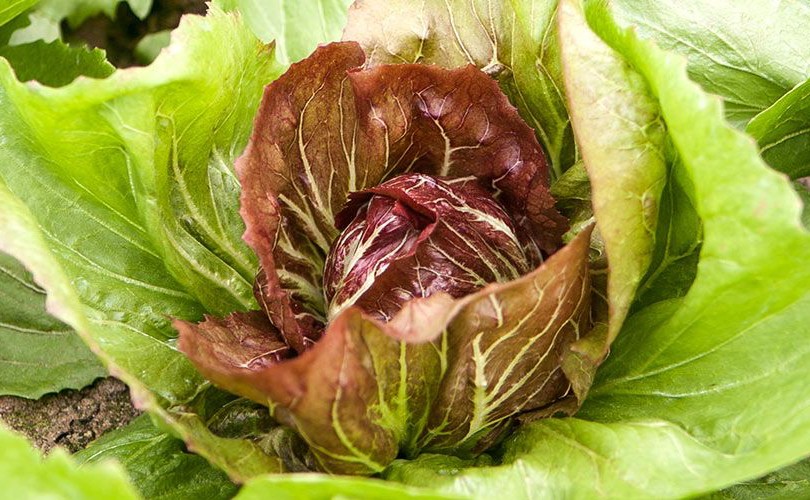 Radicchio di Chioggia Igp