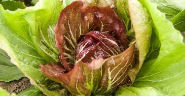 Radicchio Igp