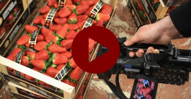 Fragole Candonga - Video Ortomercato di Milano