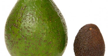 avocadogigantecarla