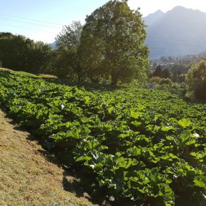 coltivazionerabarbaro_lecco