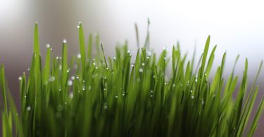 erbadigrano_ wheatgrass