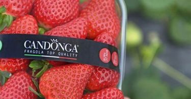 fragole con marchio Candonga Fragola Top Quality