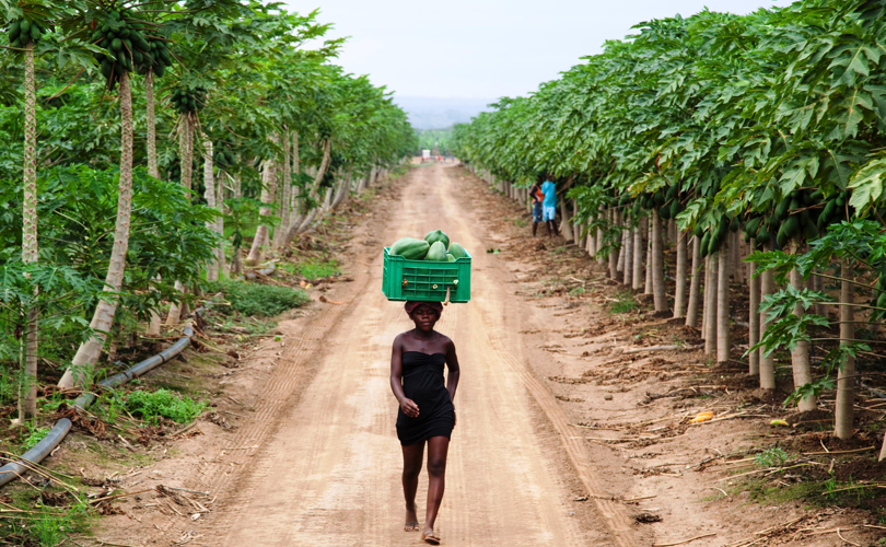 Angola_Ortofrutta