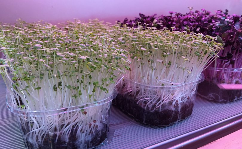 Microgreen_Crescione