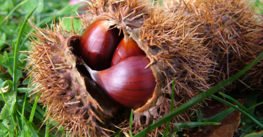 castagne