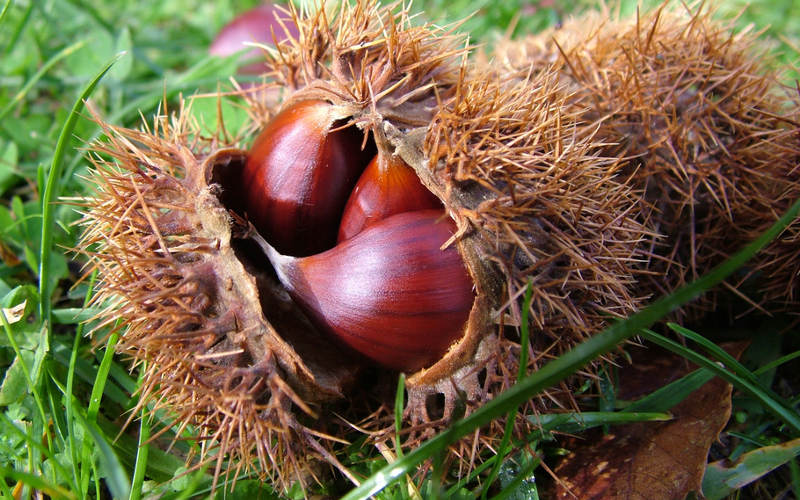 castagne