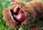 castagne