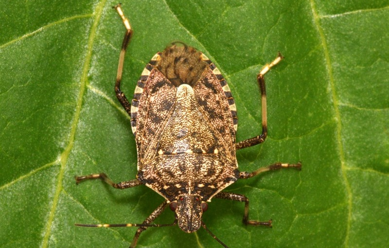 cimice asiatica