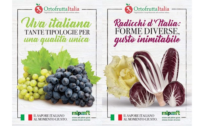 OrtofruttaItalia_UvaDaTavola_Radicchio_Poster