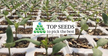 TopSeedsInternational_FruitLogistica2019