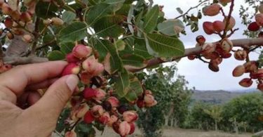 pistacchi bronte