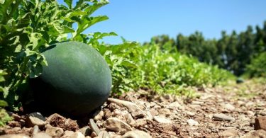 Campagna meloni e Angurie orto di eleonora