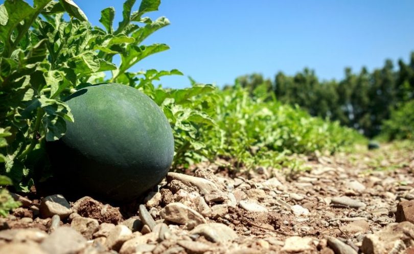 Campagna meloni e Angurie orto di eleonora