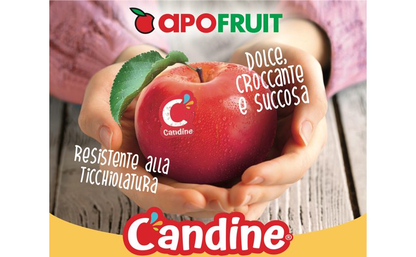 Apofruit_CandineDay