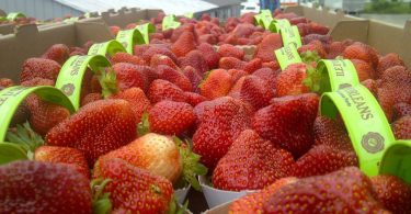 International Strawberry Symposium 2020