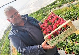 Agostino Oliveto, produttore fragole varietà Flavia