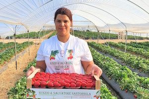 L'azienda di Salvatore Santorsola ha in produzione 34.000 piante