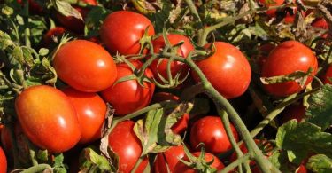 Emergenza Coronavirus, la filiera del pomodoro è operativa