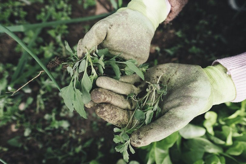 libera circolazione agricoltori stagionali