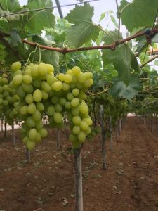 Uva da tavola di Mazzarone Igp