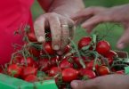 pomodoro buttiglieddru