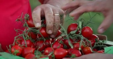 pomodoro buttiglieddru