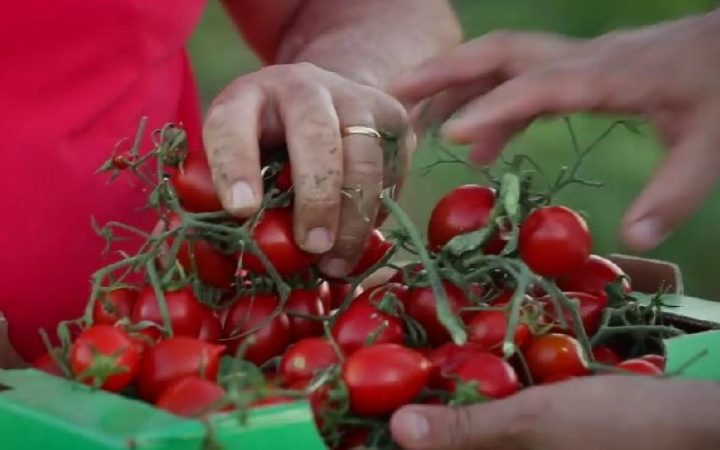 pomodoro buttiglieddru