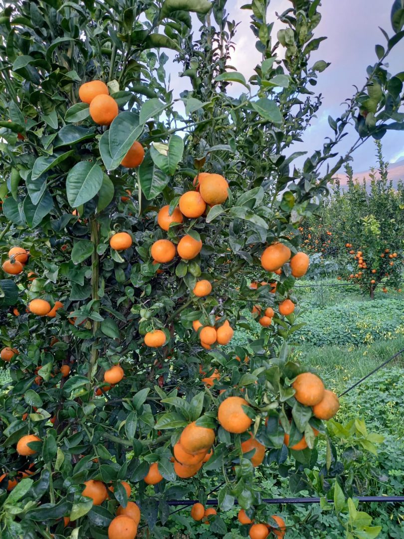 clementine apofruit