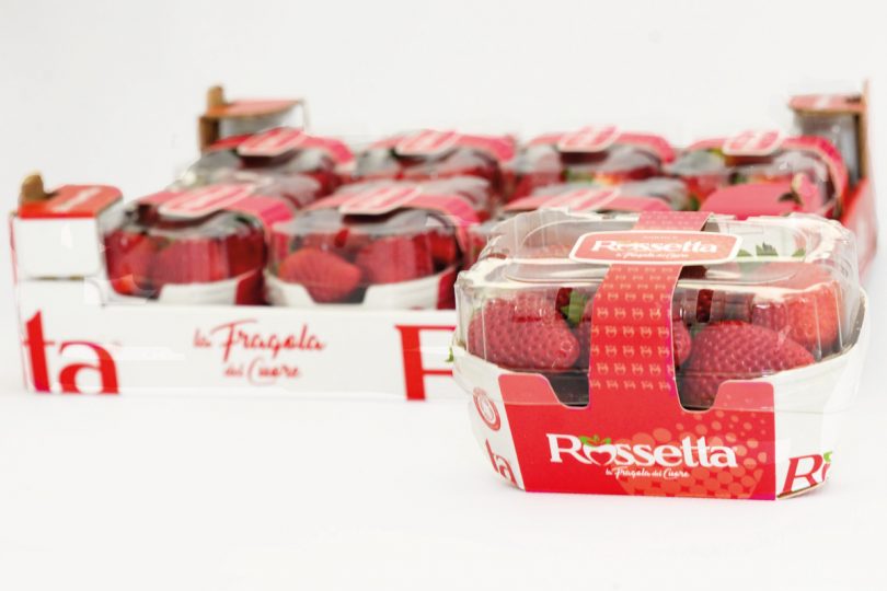 fragola rossetta