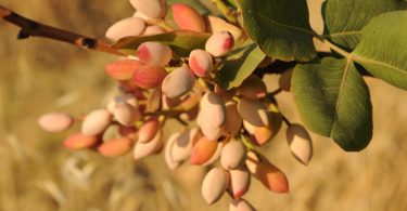 pistacchio raffadali