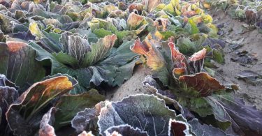 radicchio di chioggia