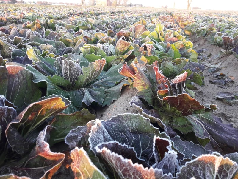 radicchio di chioggia