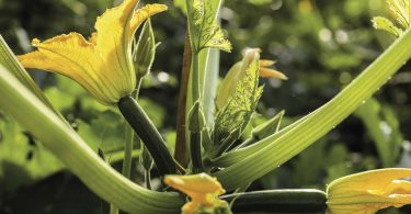 zucchino syngenta